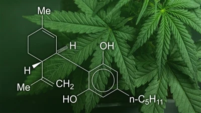 CBD, marihuana i konoplja: Koja je razlika između ovih proizvoda od kanabisa,...