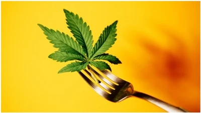 CBD   najčešća pitanja