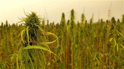 Najnovije vijesti o CBD-u: kanadske tvrtke kanabisa povukle su se s američkog...